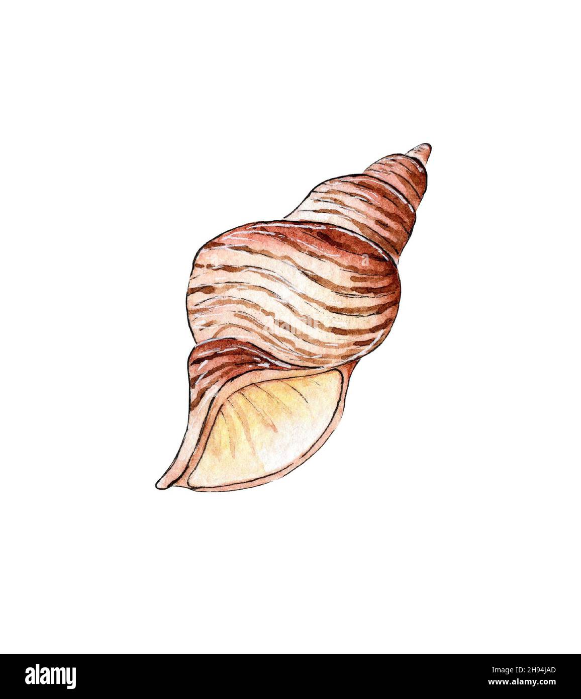 Watercolor illustration of a sea dweller seashell. Underwater world ...