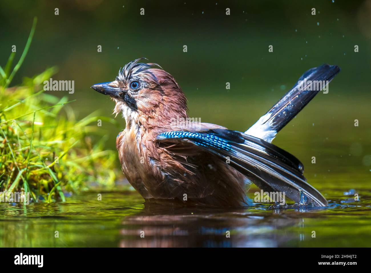 Closeup of a wet Eurasian jay bird Garrulus glandarius washing, preening and cleaning in water. Selective focus and low poit of view Stock Photo