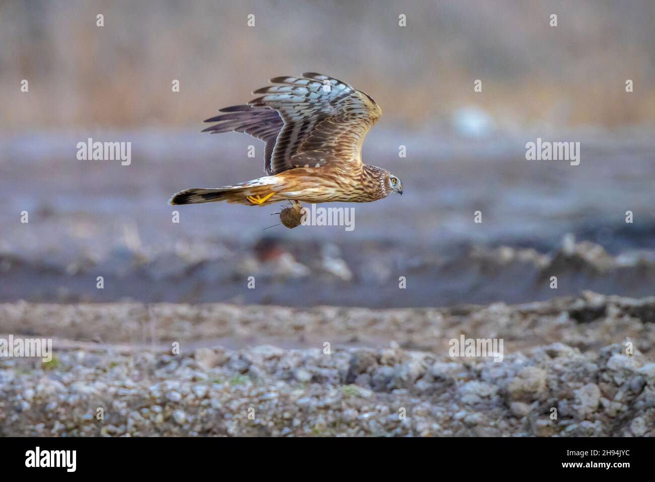 Female Hen harrier, Circus cyaneus, or northern harrier hunting above a meadow during a cold winter Stock Photo