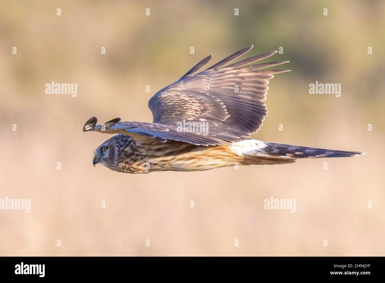 Female Hen harrier Circus cyaneus or northern harrier hunting above a meadow during a cold winter Stock Photo