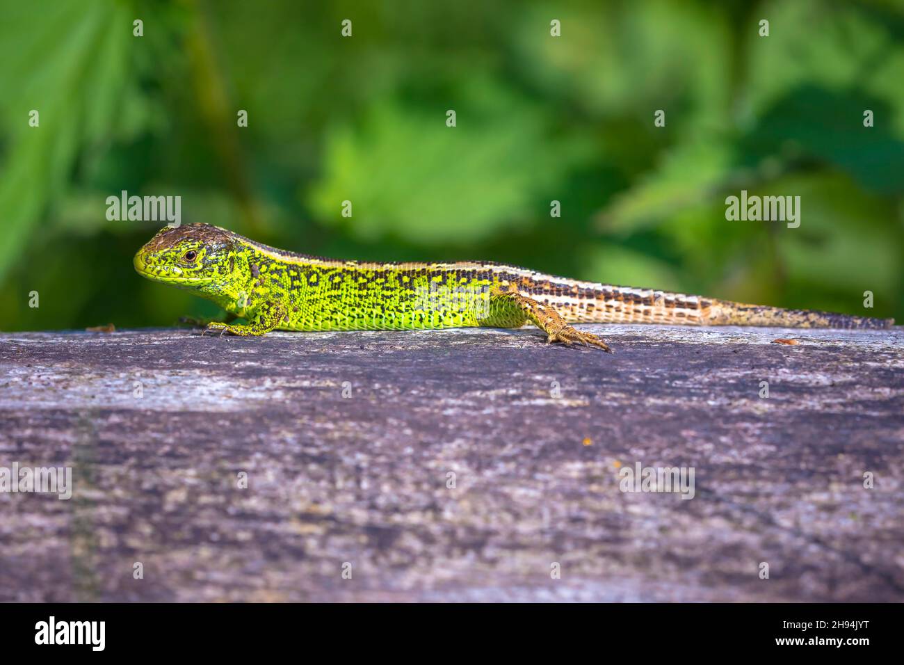 Sand lizard, Lacerta agilis, green male. Heating in the sun, resting on wood in a forest Stock Photo