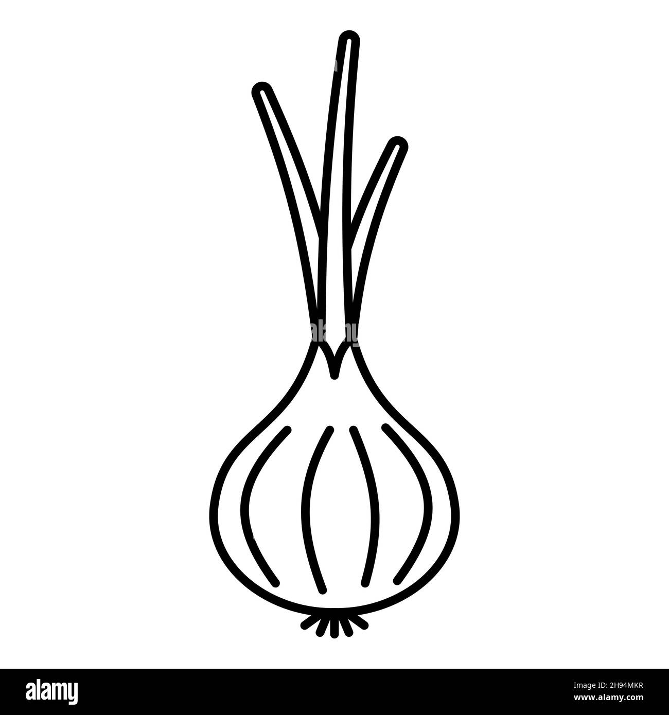 Outline, simple vector onion vegetable icon isolated on white