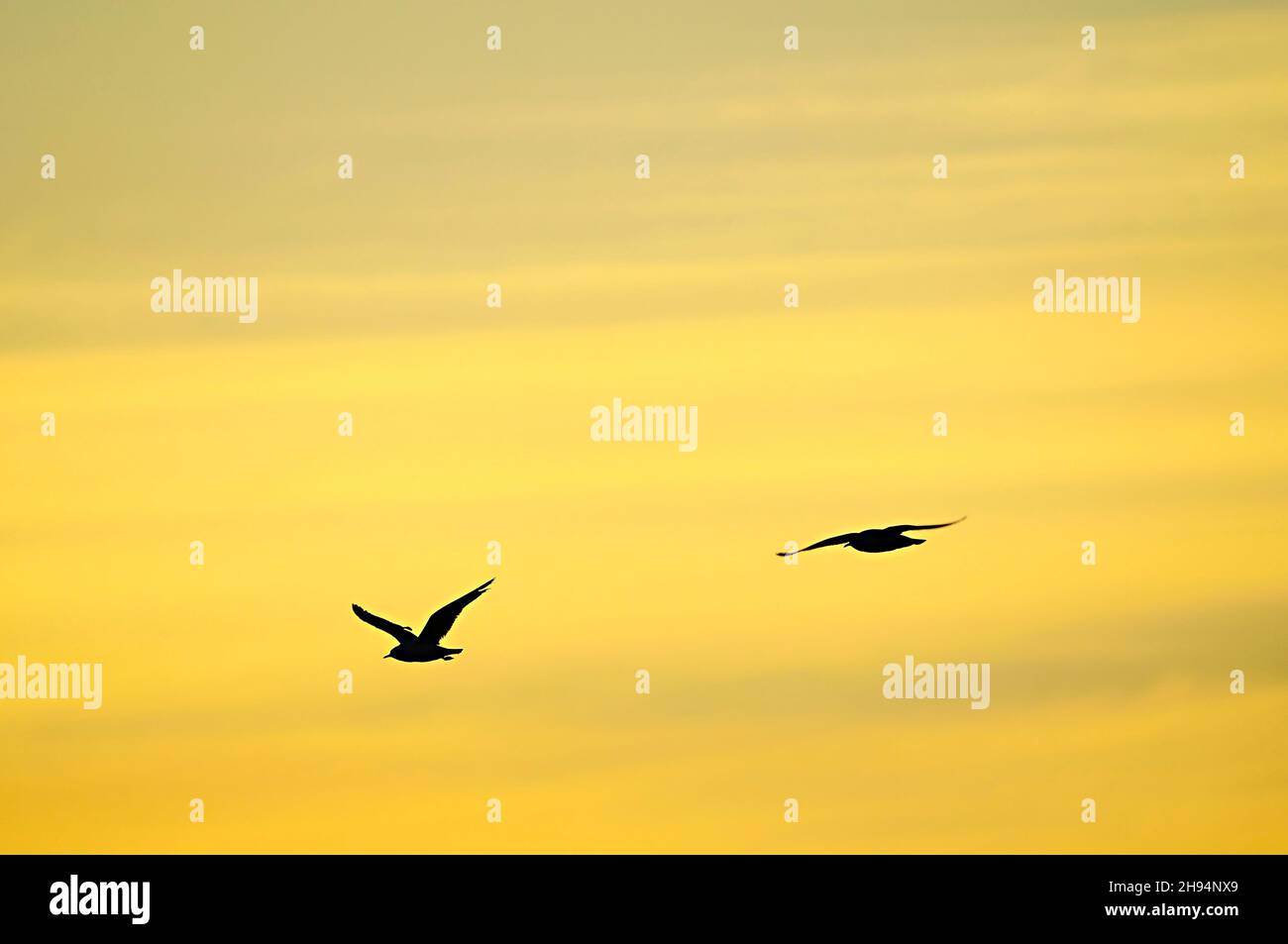 Dense flocks in flight hi-res stock photography and images - Alamy