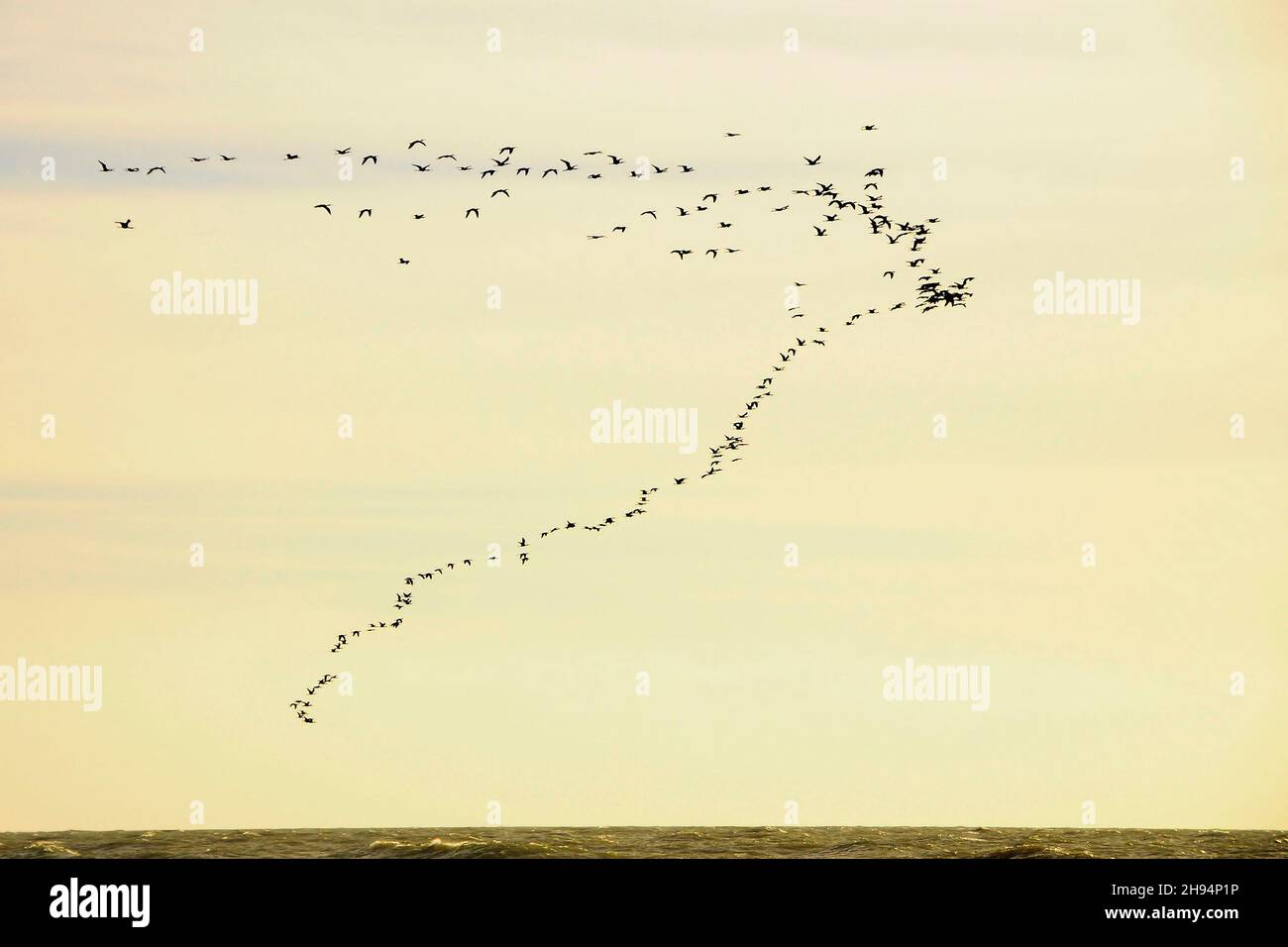 Dense flocks in flight hires stock photography and images Alamy