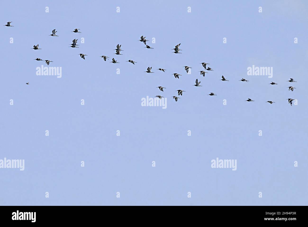 Dense flocks in flight hi-res stock photography and images - Alamy