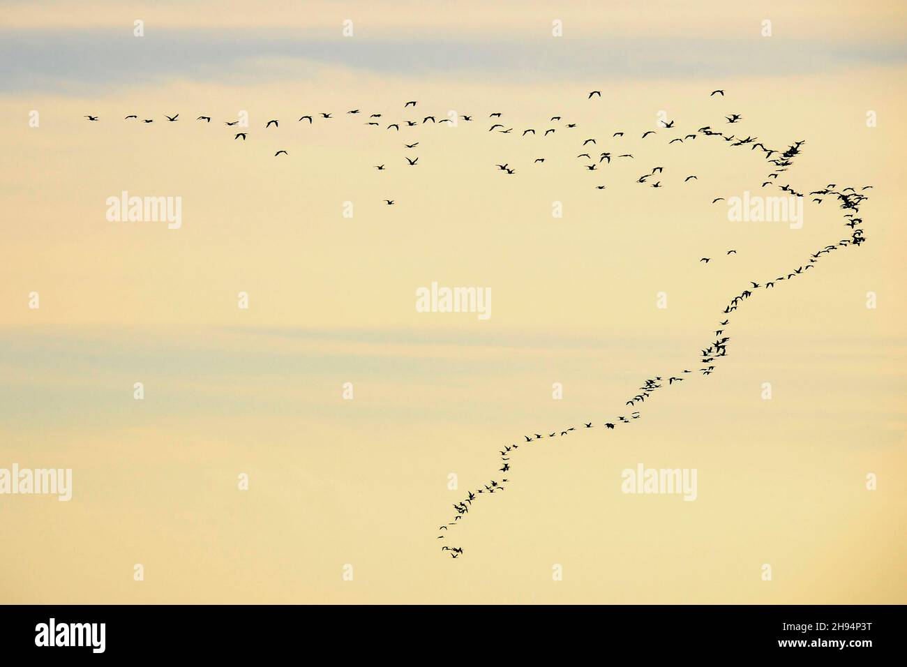 Dense flocks in flight hi-res stock photography and images - Alamy