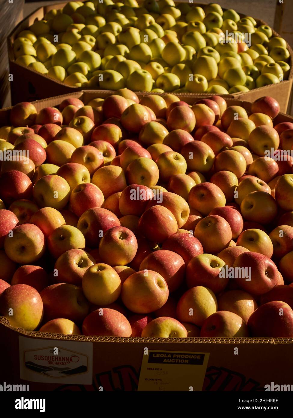Apples waiting for shipment, at the Leola Produce Auction, Lancaster County, PA Stock Photo