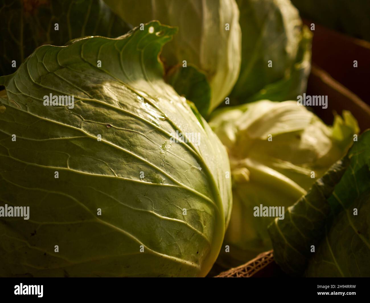 Heads of cabbage at a farm stand, Amish Country, Lancaster County, Pennsylvania, USA Stock Photo