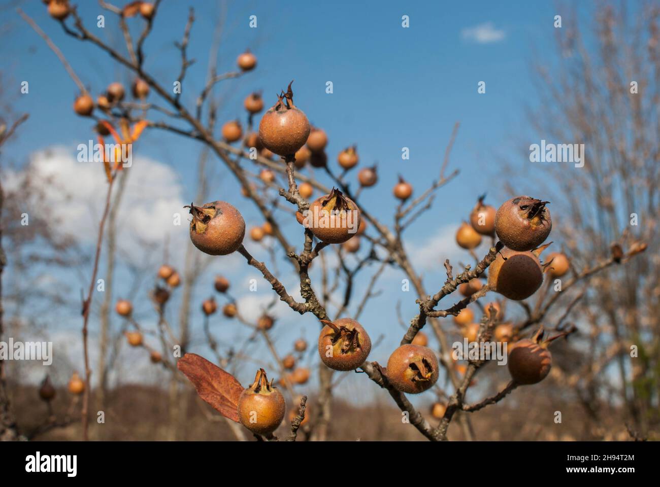 Medlar fruit Mespilus germanica on a branch of medlar tree Stock Photo