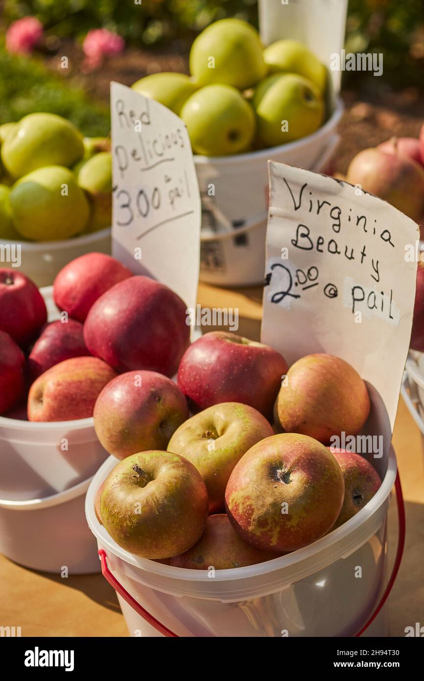 Apples for sale at a roadside farm market in Amish Country, Leola, Lancaster County, Pennsylvania, USA Stock Photo