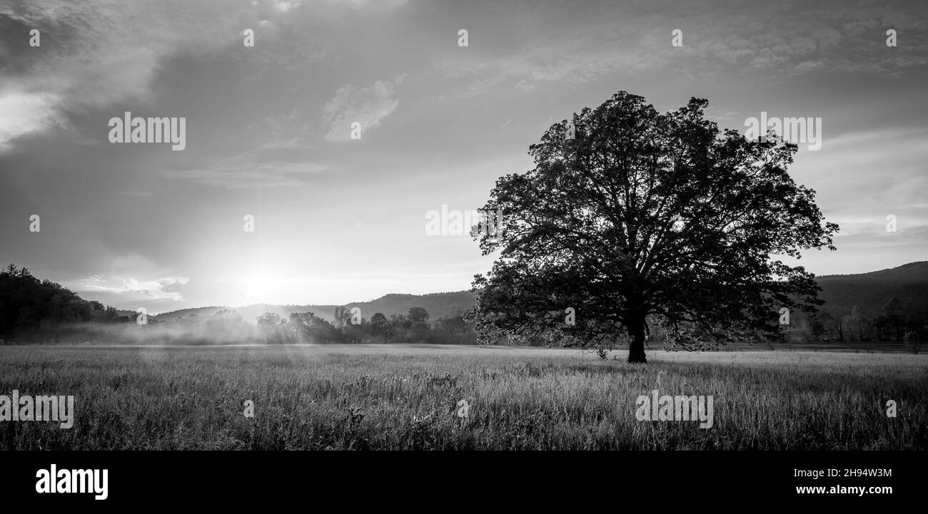 Grayscale of a tree in a meadow in Great Smoky Mountains National Park during sunset Stock Photo