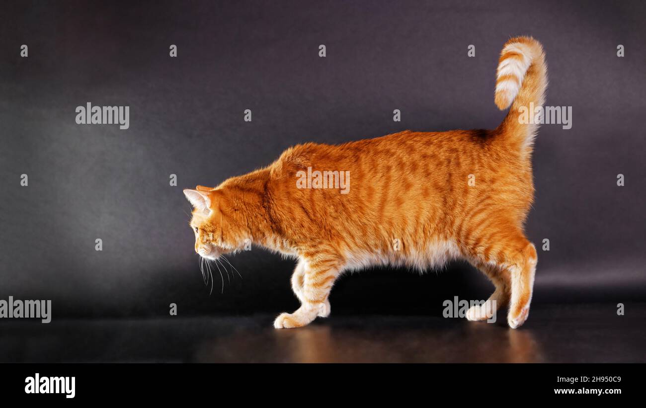 Running ginger cat on black background. Copyspace. Stock Photo