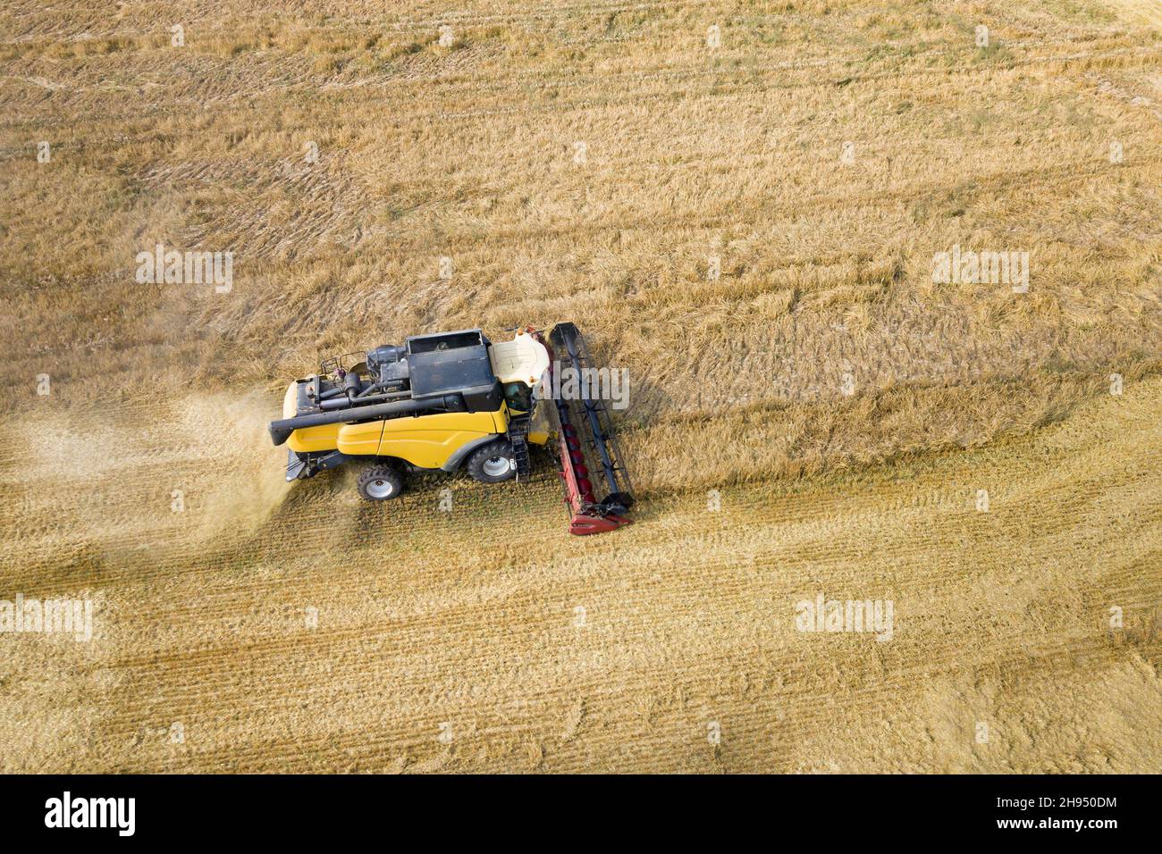 Aerial view of combine harvester harvesting large ripe wheat field ...