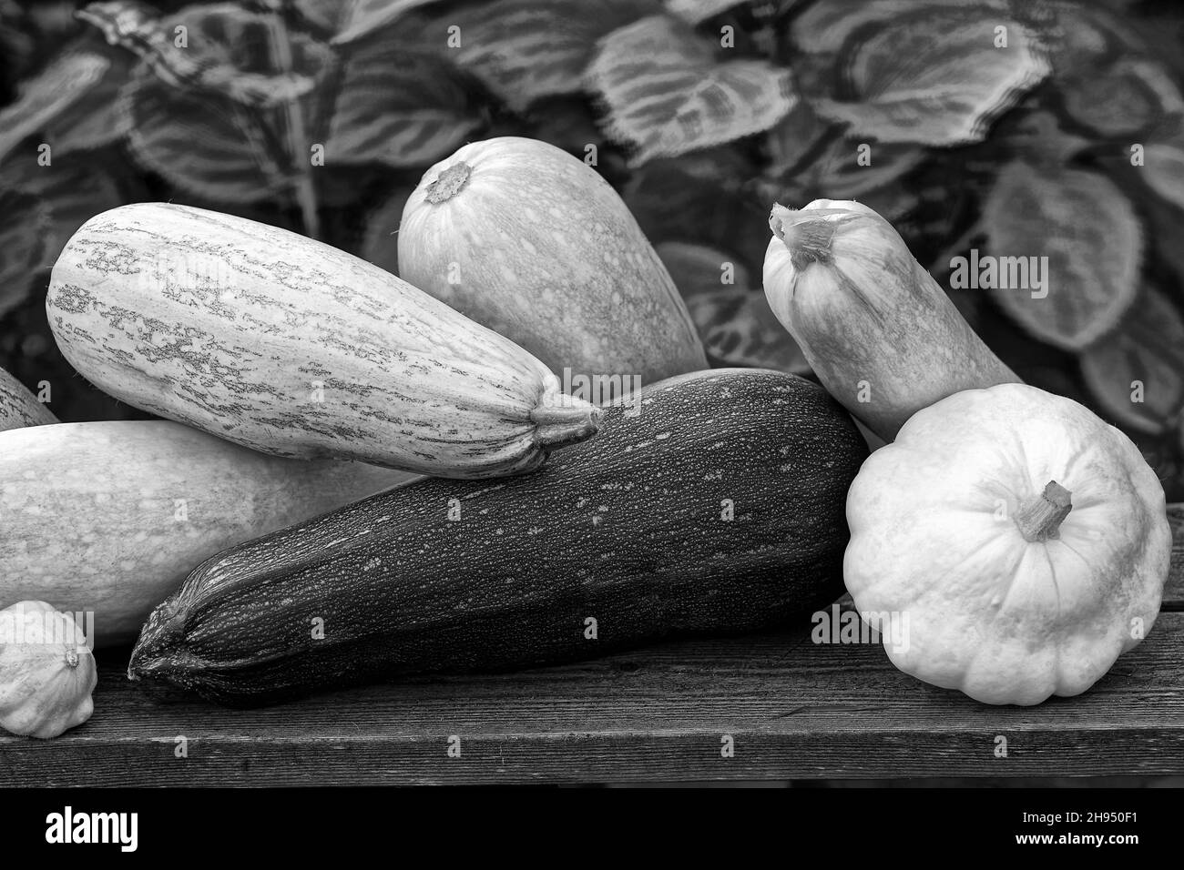 Photo vegetables,squash Stock Photo