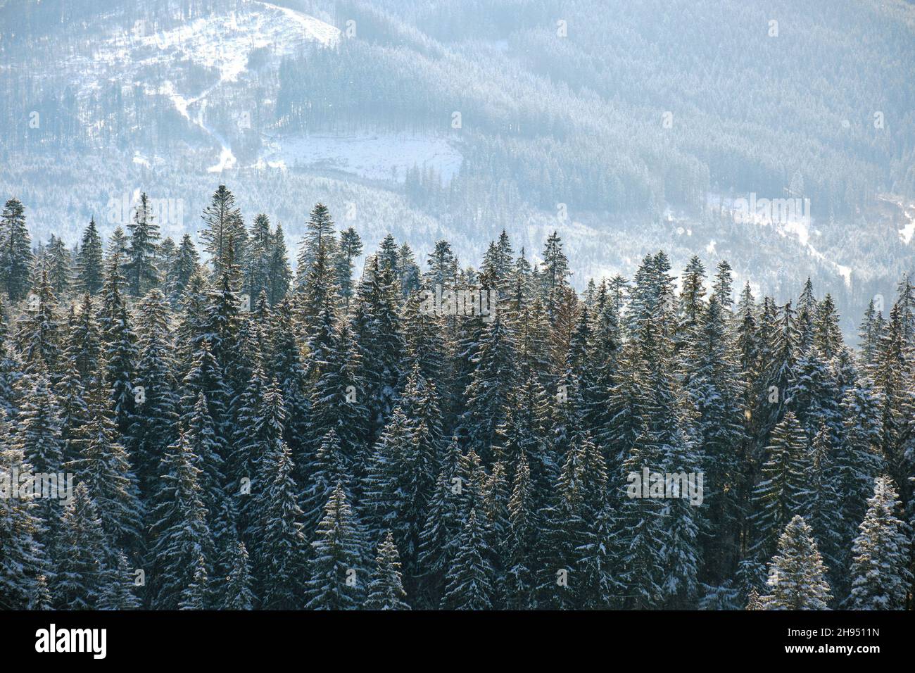 Bright winter landscape with pine trees covered with fresh fallen snow ...