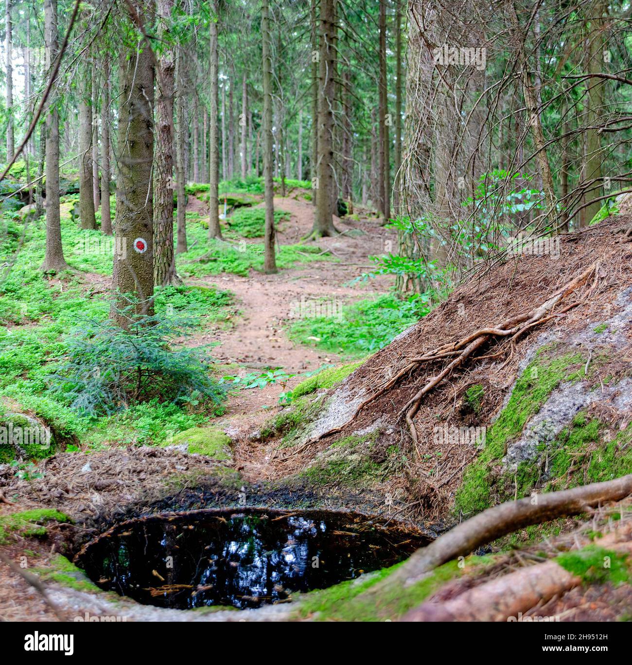 path through a conifer forest with red marked tree in the northern part of the region Waldviertel (Forestquarter) and the pit of a  cup-marked stone Stock Photo