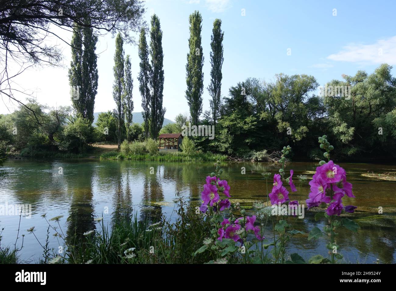 Beautiful flowers by the river with pyramidal poplars in Bosinen - miracles of the Balkans Stock Photo