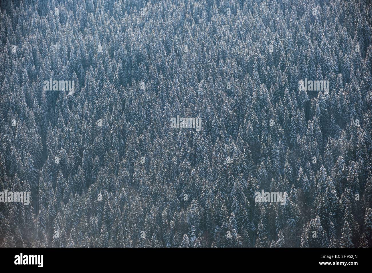 Top down aerial view of snow covered evergreen pine forest after heavy ...