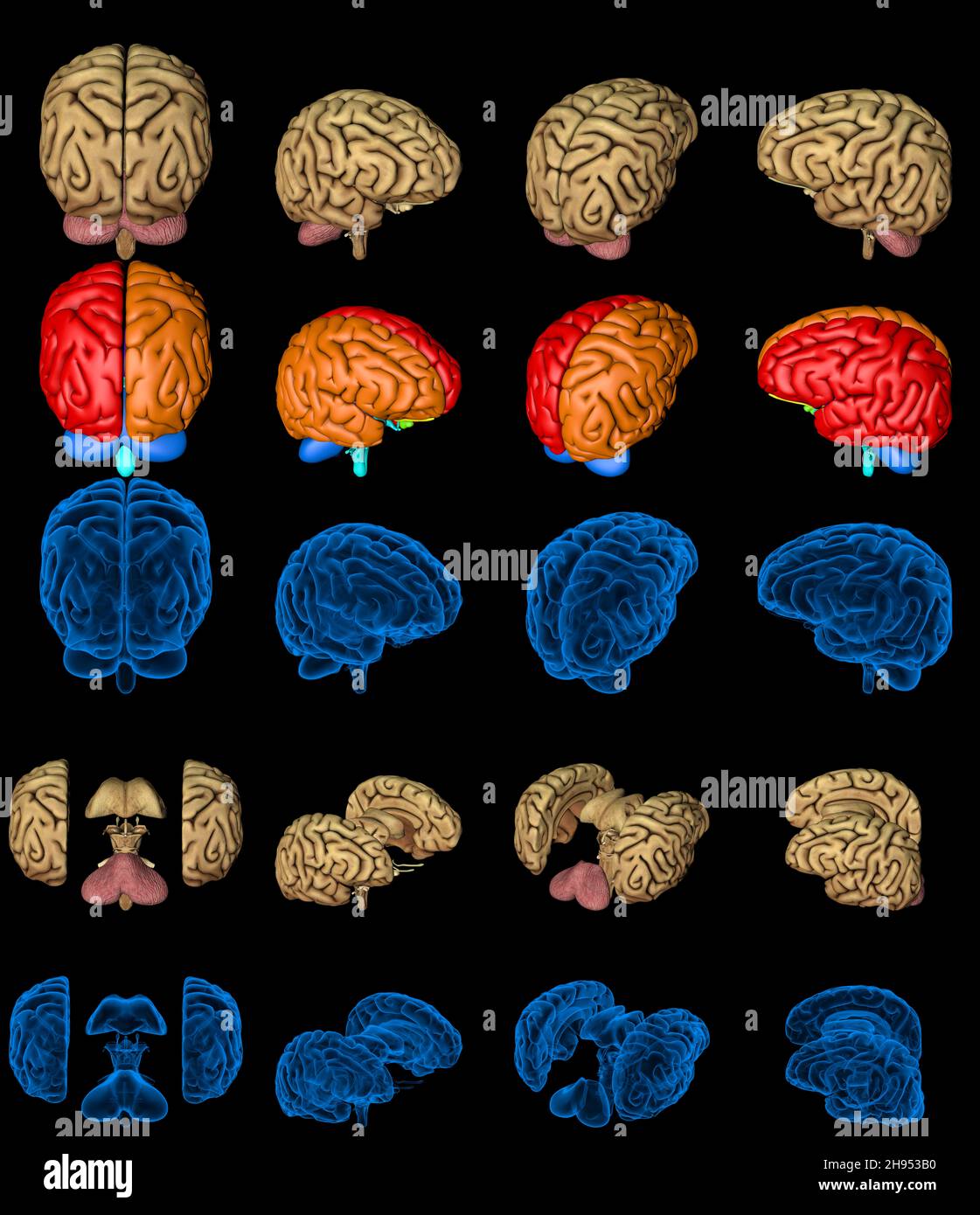 Set of isolated brain renders - whole and split with rontgen style ...