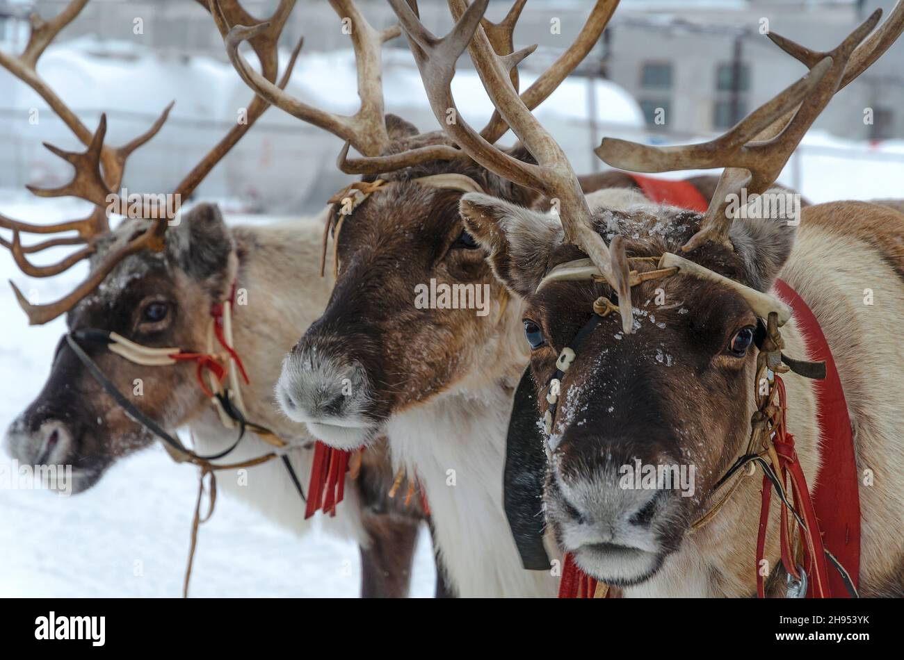Reindeer in harness, close-up look at the camera Stock Photo - Alamy