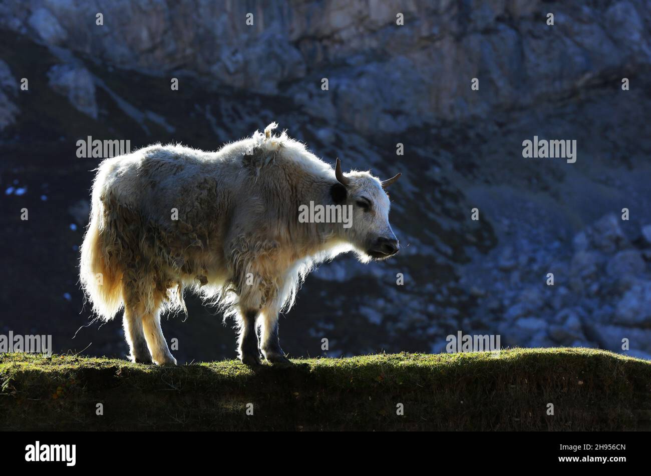 Yak, Hochlandrind in der Morgensonne auf einer Weide am Langkofel oder Sassolungo in der Bergwelt der Dolomiten in Südtirol Italien Stock Photo
