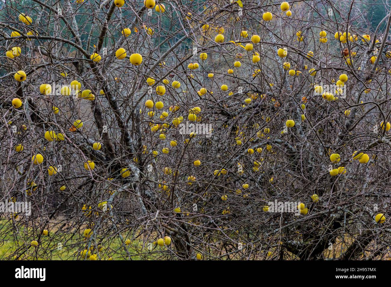 Yellow heirloom apples on a fruit tree in the Skokomish Valley of the