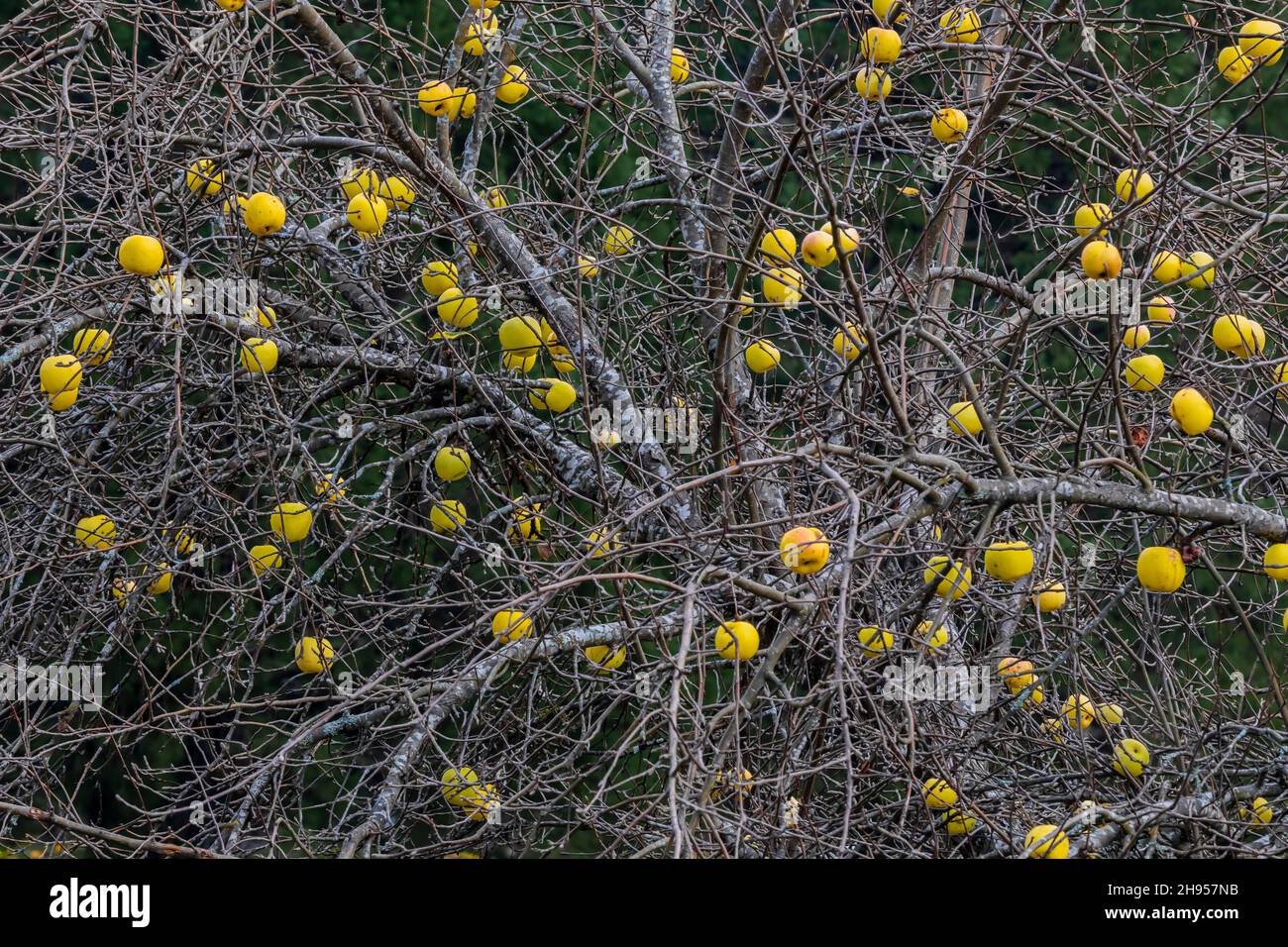 Yellow heirloom apples on a fruit tree in the Skokomish Valley of the Olympic Peninsula