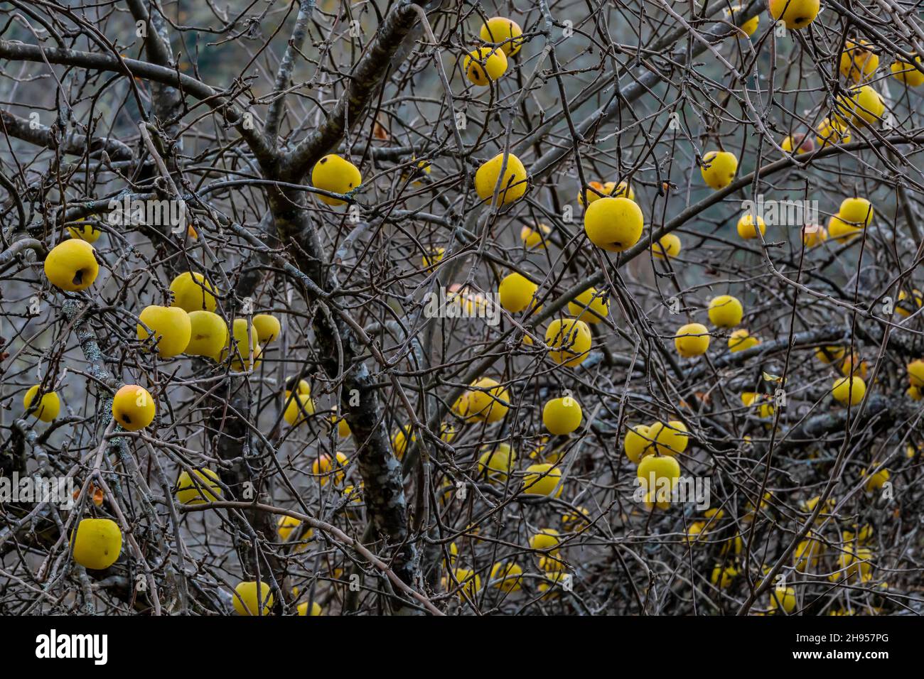 Heirloom apple trees hires stock photography and images Alamy