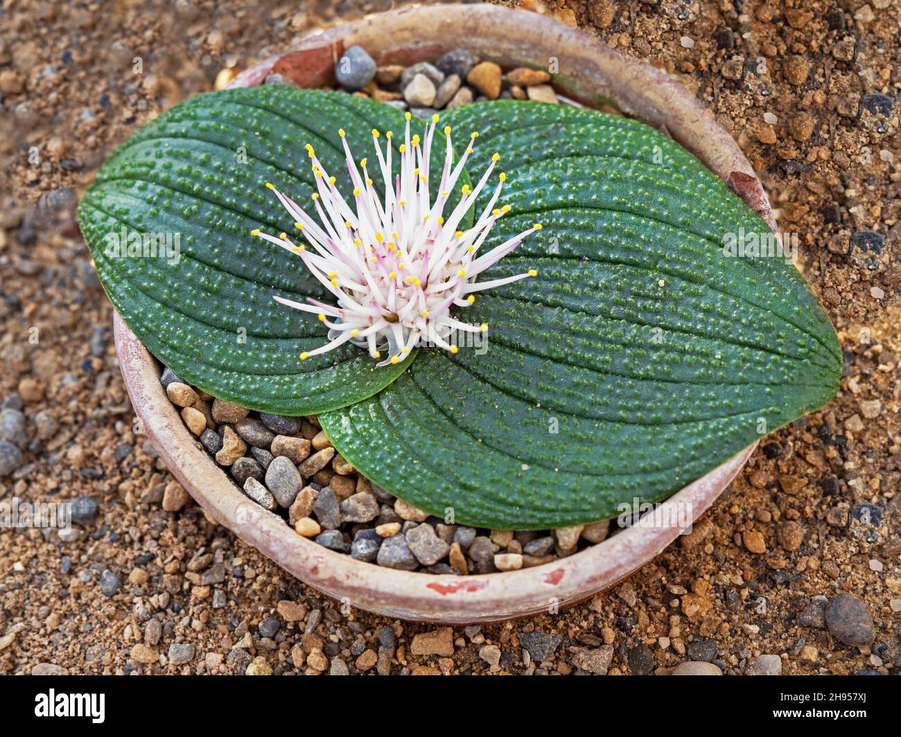 Green leaves and flower on a Massonia longipes plant Stock Photo