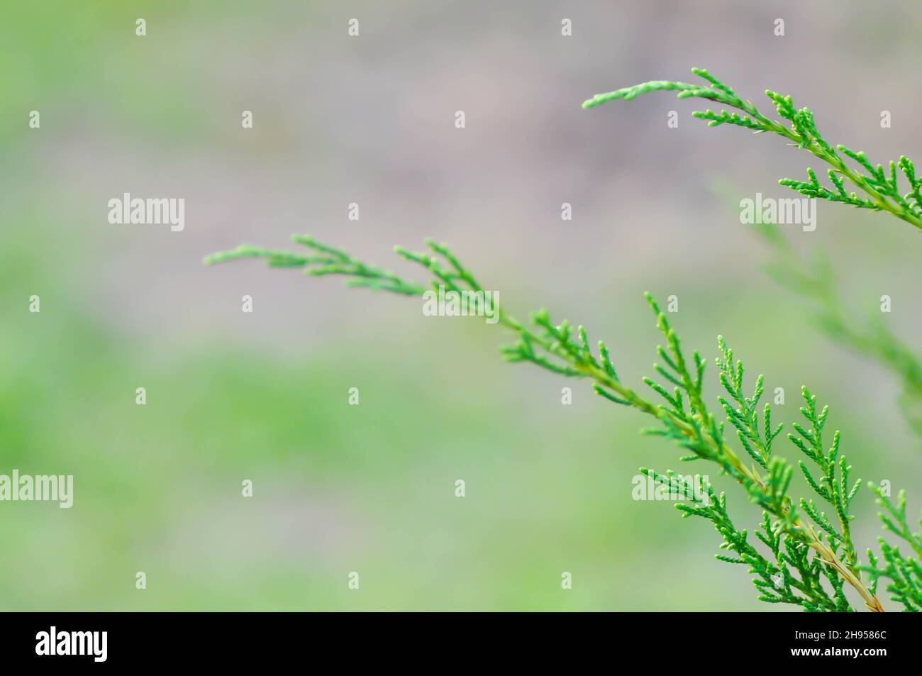 Juniperus chinensis, Chinese juniper or CUPRESSACEAE plant Stock Photo