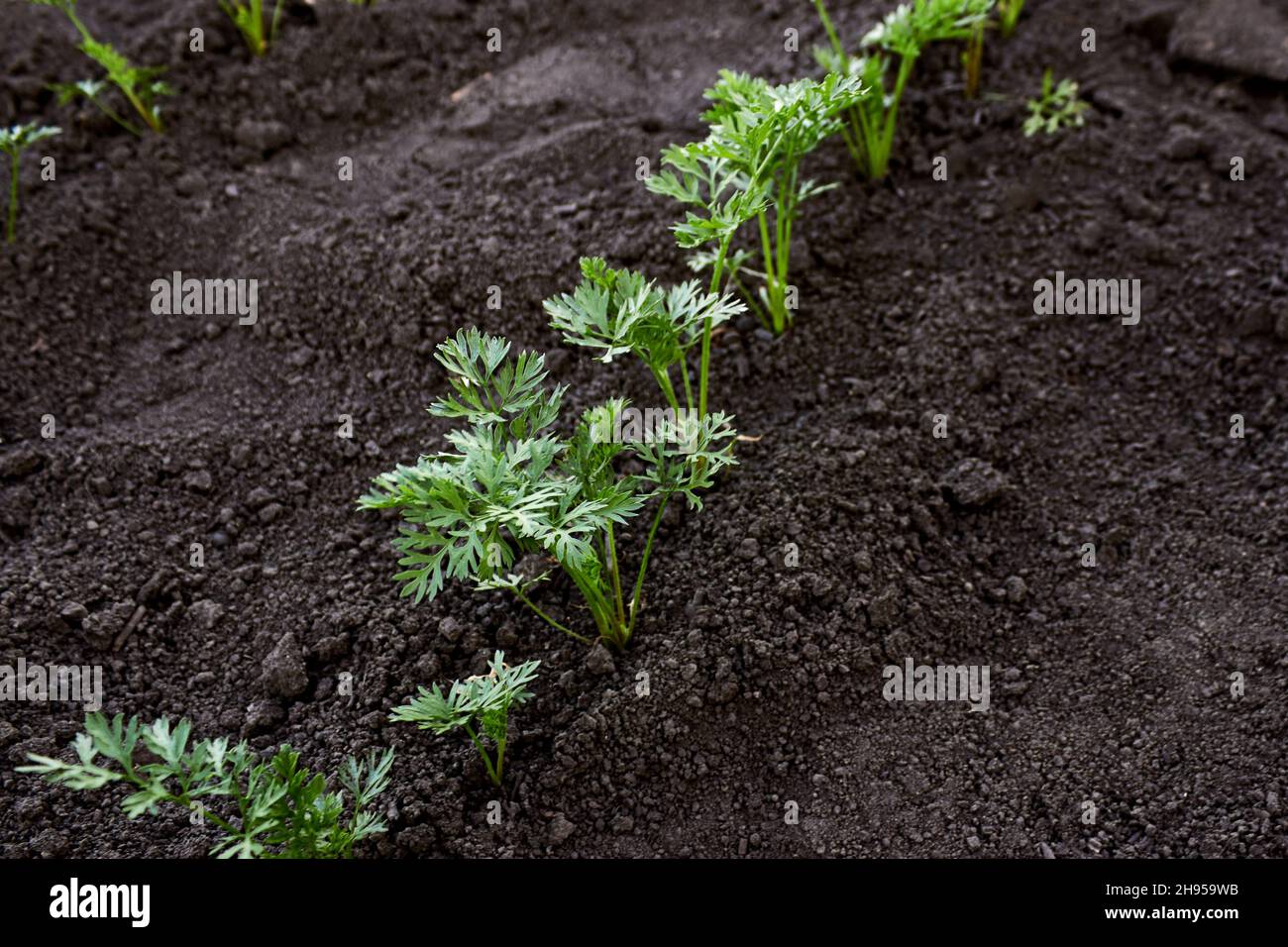 Carrot seedlings are planted in a row. Beds of growing young carrots