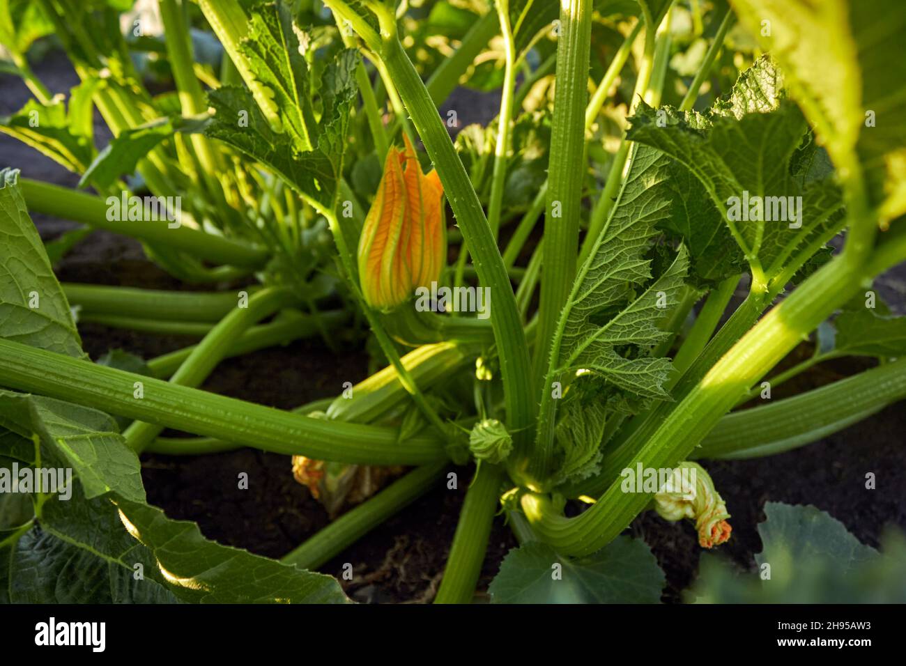 Zucchini plant. Zucchini with flower and fruit in farm. Green vegetable marrow growing on bush. Courgettes blossoms. Large green stems of zucchini. Stock Photo