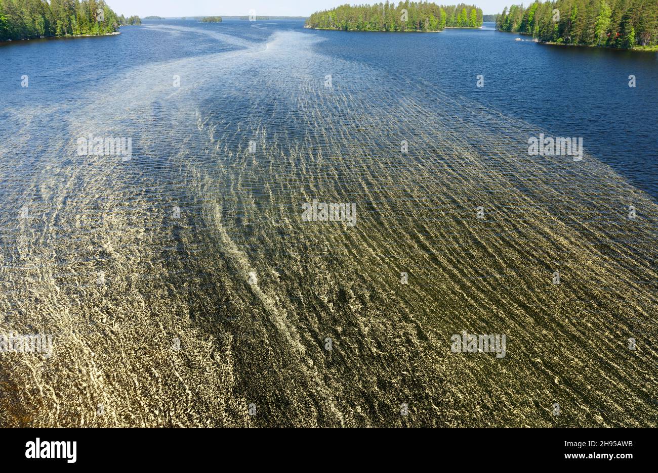 View of lake Pohjois-Konnevesi and a floating mass of pine pollen ( pinus sylvestris ) on the water surface at Summer , Finland Stock Photo
