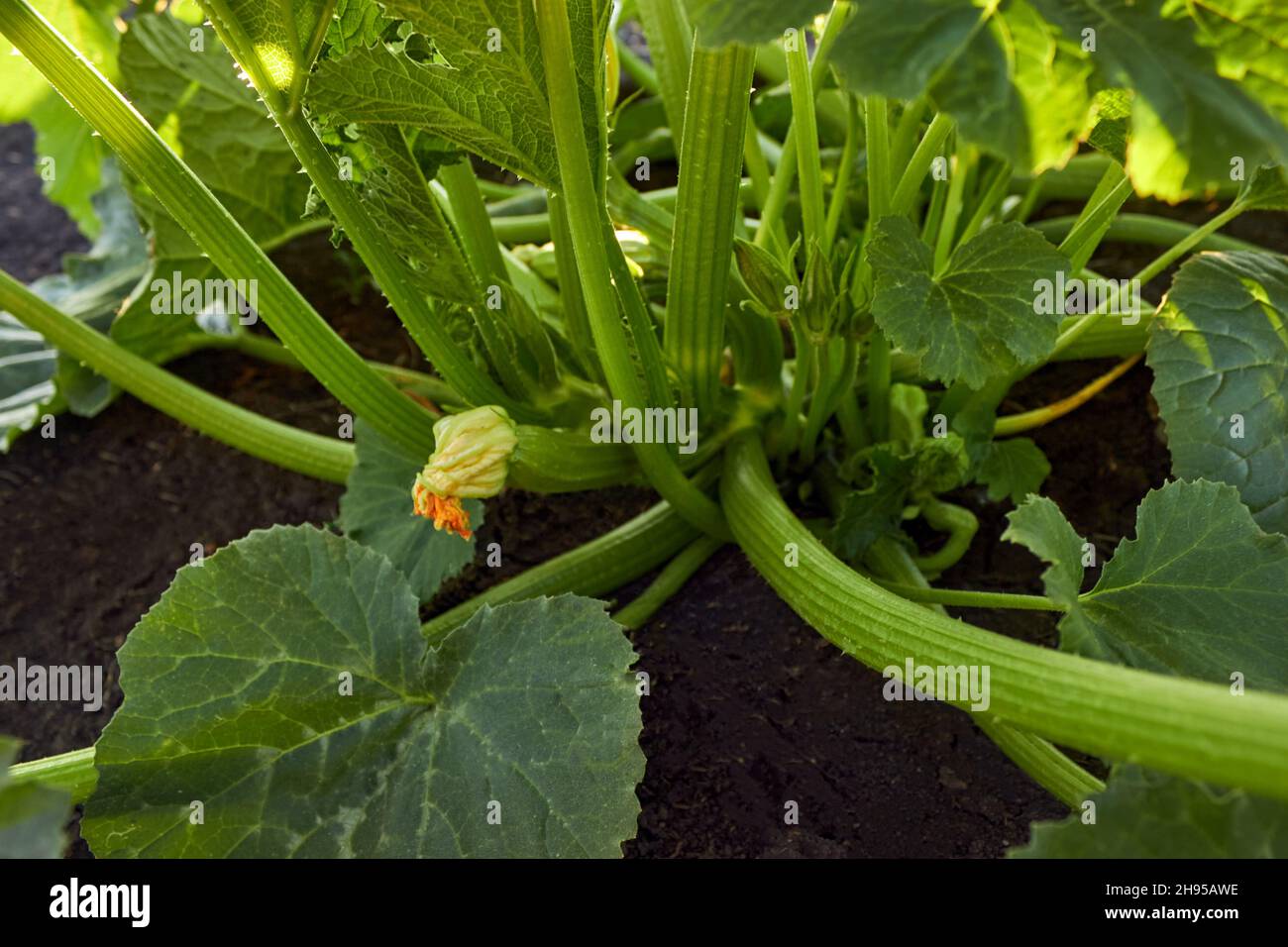 Zucchini plant. Zucchini with flower and fruit in farm. Green vegetable marrow growing on bush. Courgettes blossoms. Green stems of zucchini bushes. Stock Photo