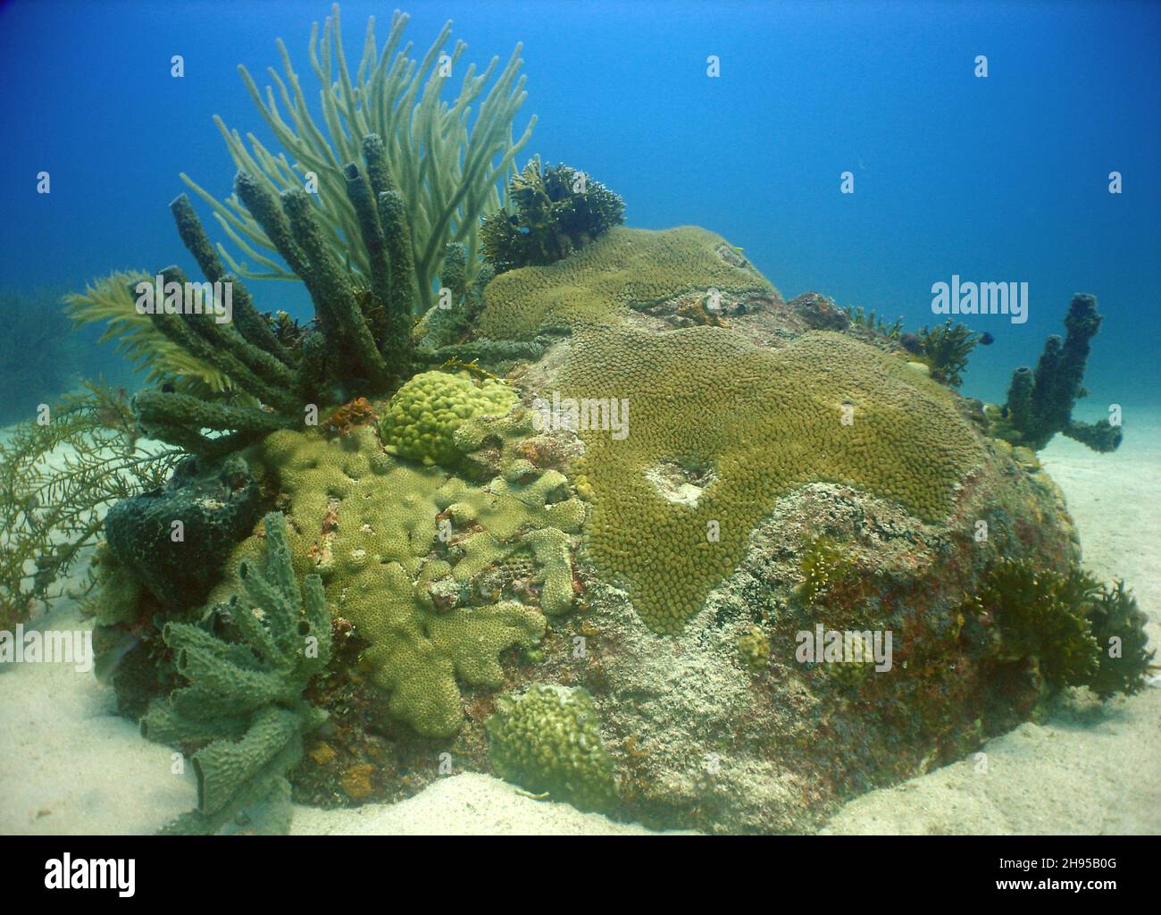 Under ocean water animals and plants hires stock photography and