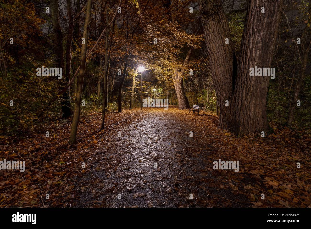 Empty footpath in a park at night Stock Photo
