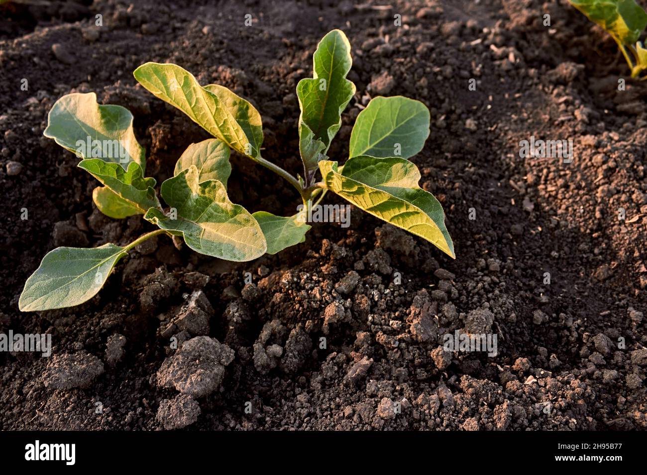 Green eggplant sprout. Seedlings of young eggplant on the farm. Growing eggplant in the black soil in the garden. The theme of gardening, farming. Stock Photo