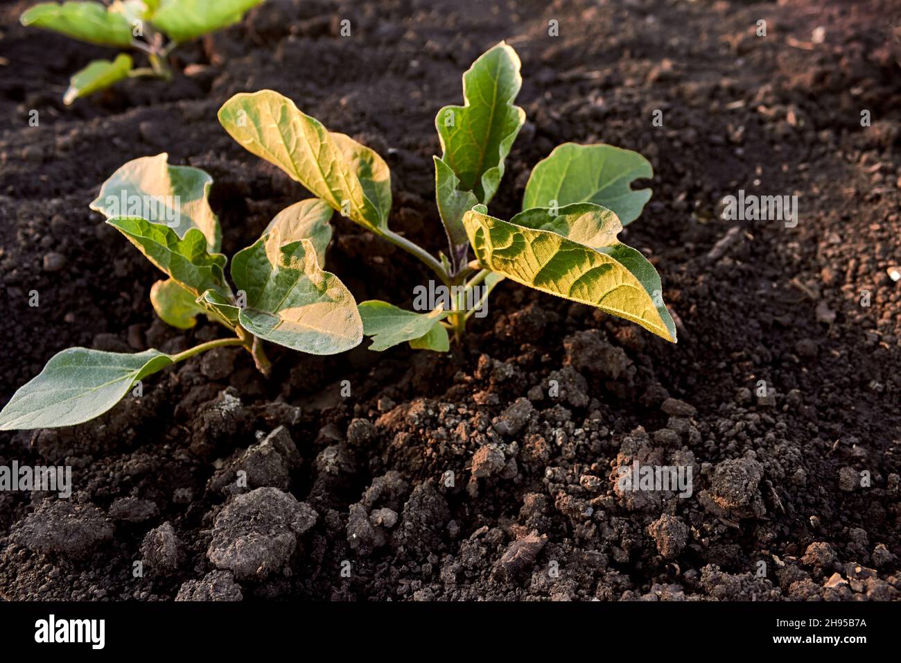 Green eggplant sprout. Young eggplant seedlings on the vegetable bed. Growing eggplant in the black soil in the garden. The theme of gardening. Stock Photo