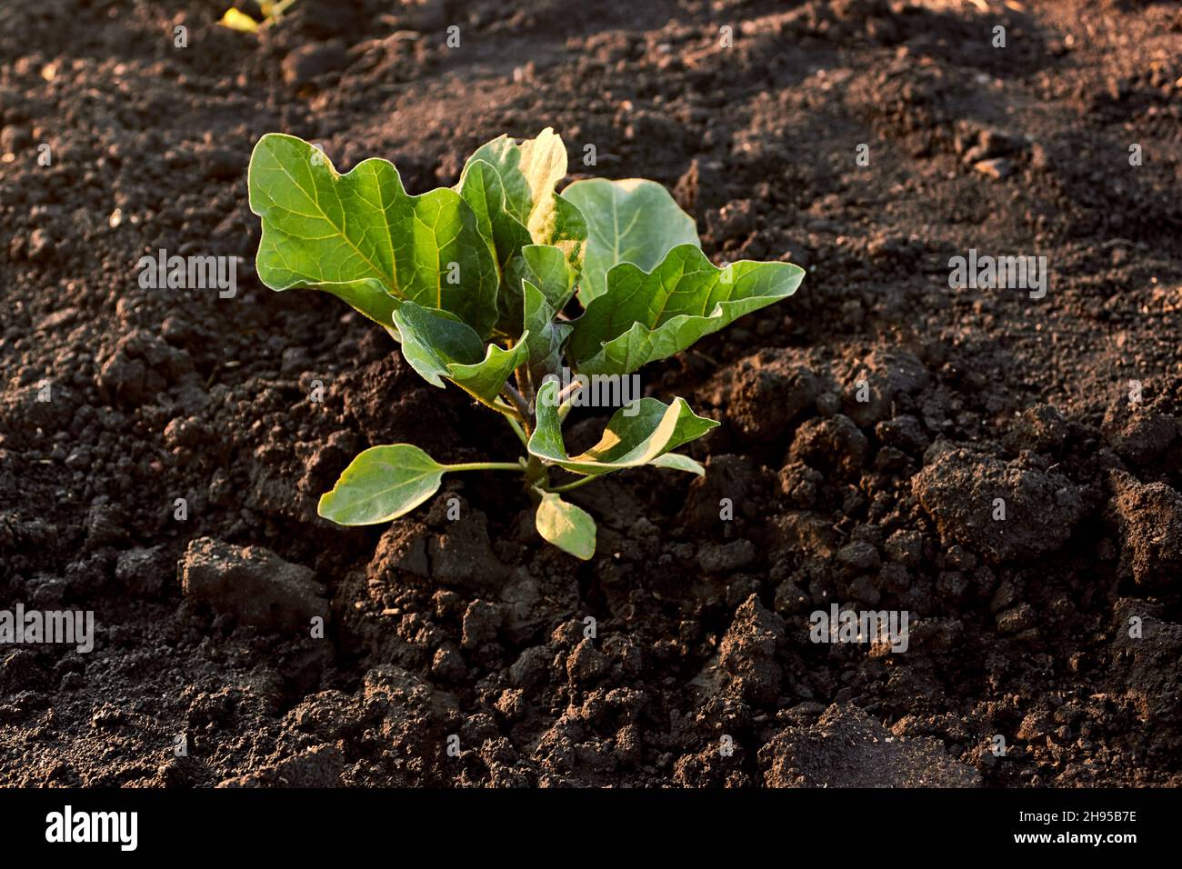 Green eggplant sprout. Young eggplant seedlings on the vegetable bed in the farm. Growing eggplant in the black soil in the garden. Stock Photo