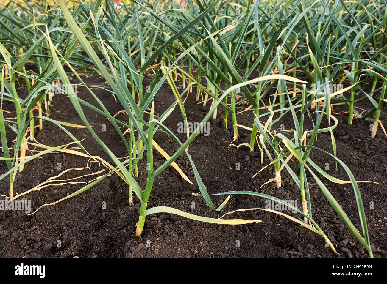 Green young garlic planted in rows in the garden in the countryside ...
