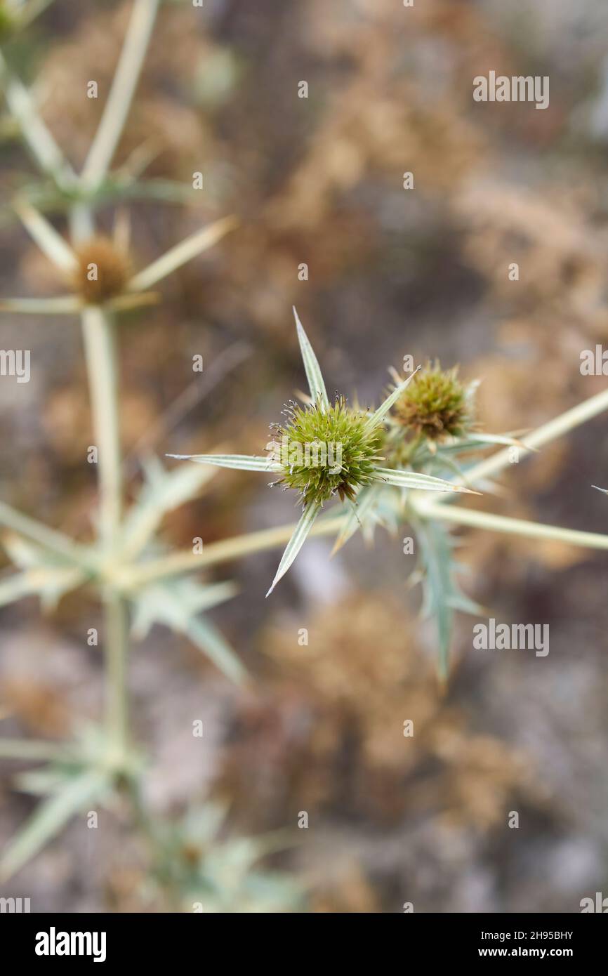 Eryngium campestre prickly leaves Stock Photo