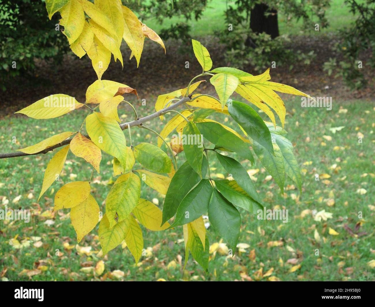 Fraxinus americana foliage in autumn Stock Photo