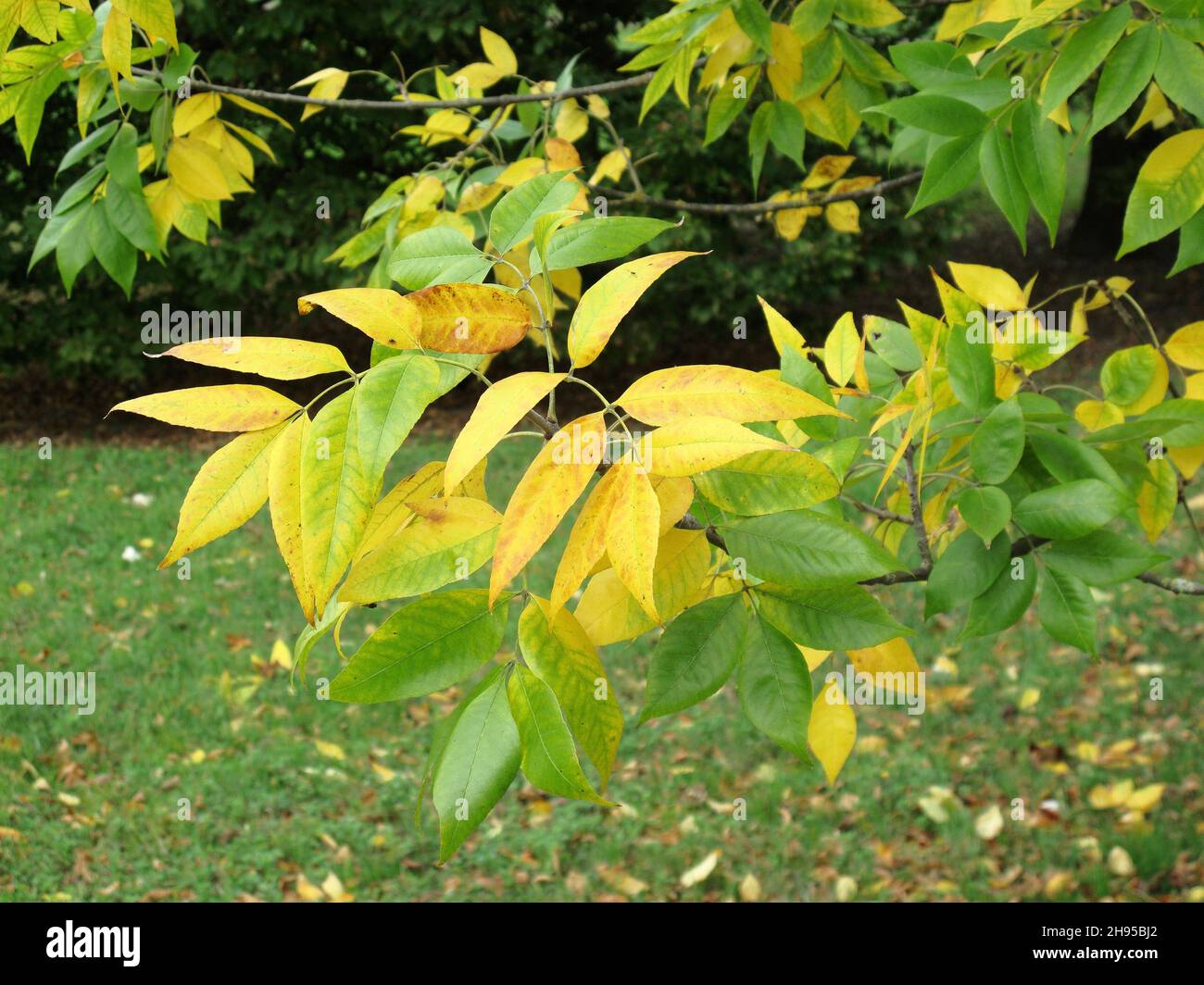 Fraxinus americana foliage in autumn Stock Photo
