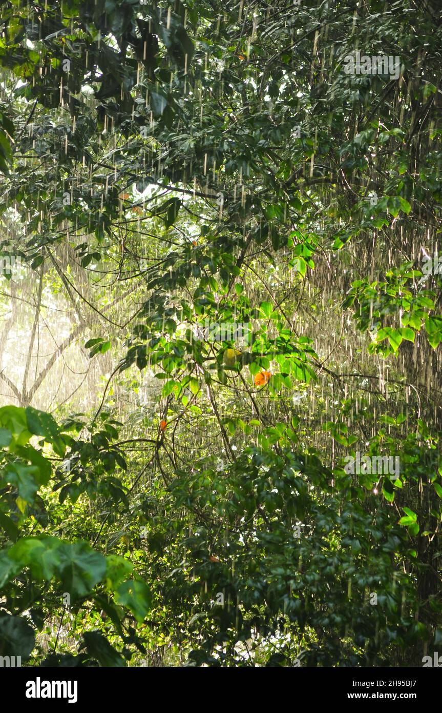 Natural environment with rain and sun Stock Photo - Alamy