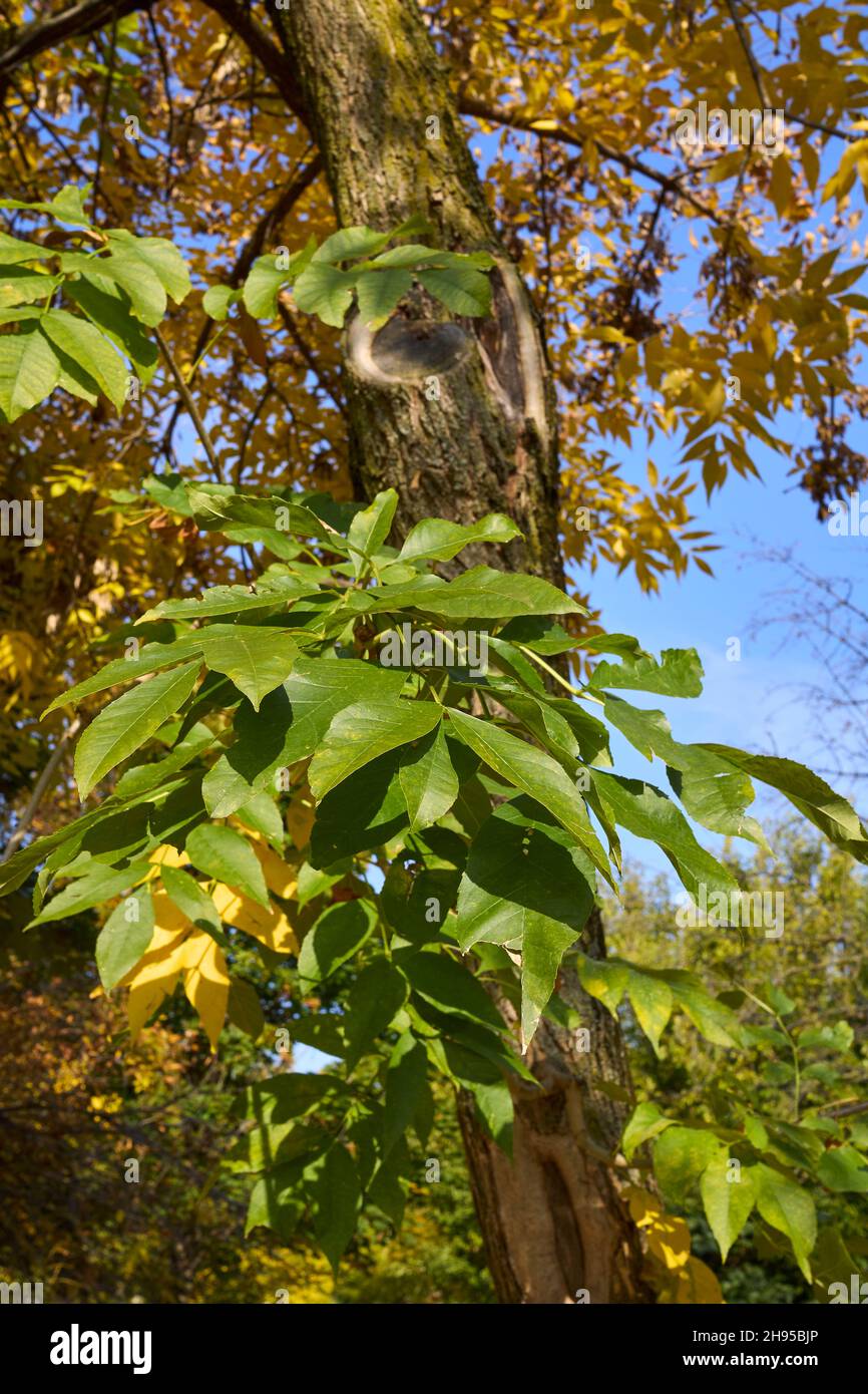 Fraxinus pennsylvanica yellow foliage Stock Photo