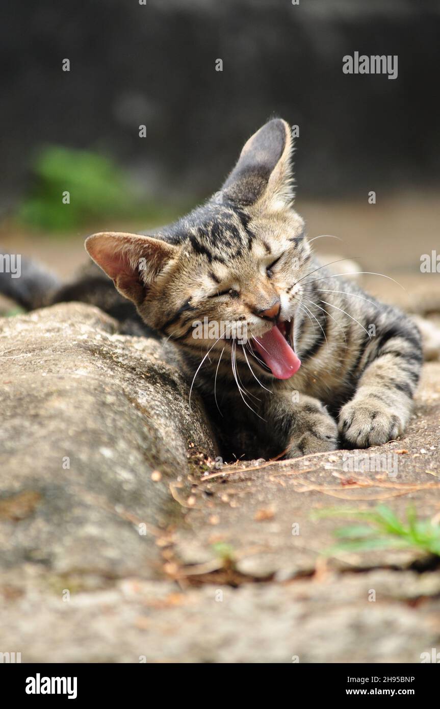 Striped tabby cat giving a big yawn sitting facing the camera with its mouth wide open showing the tongue and teeth Stock Photo