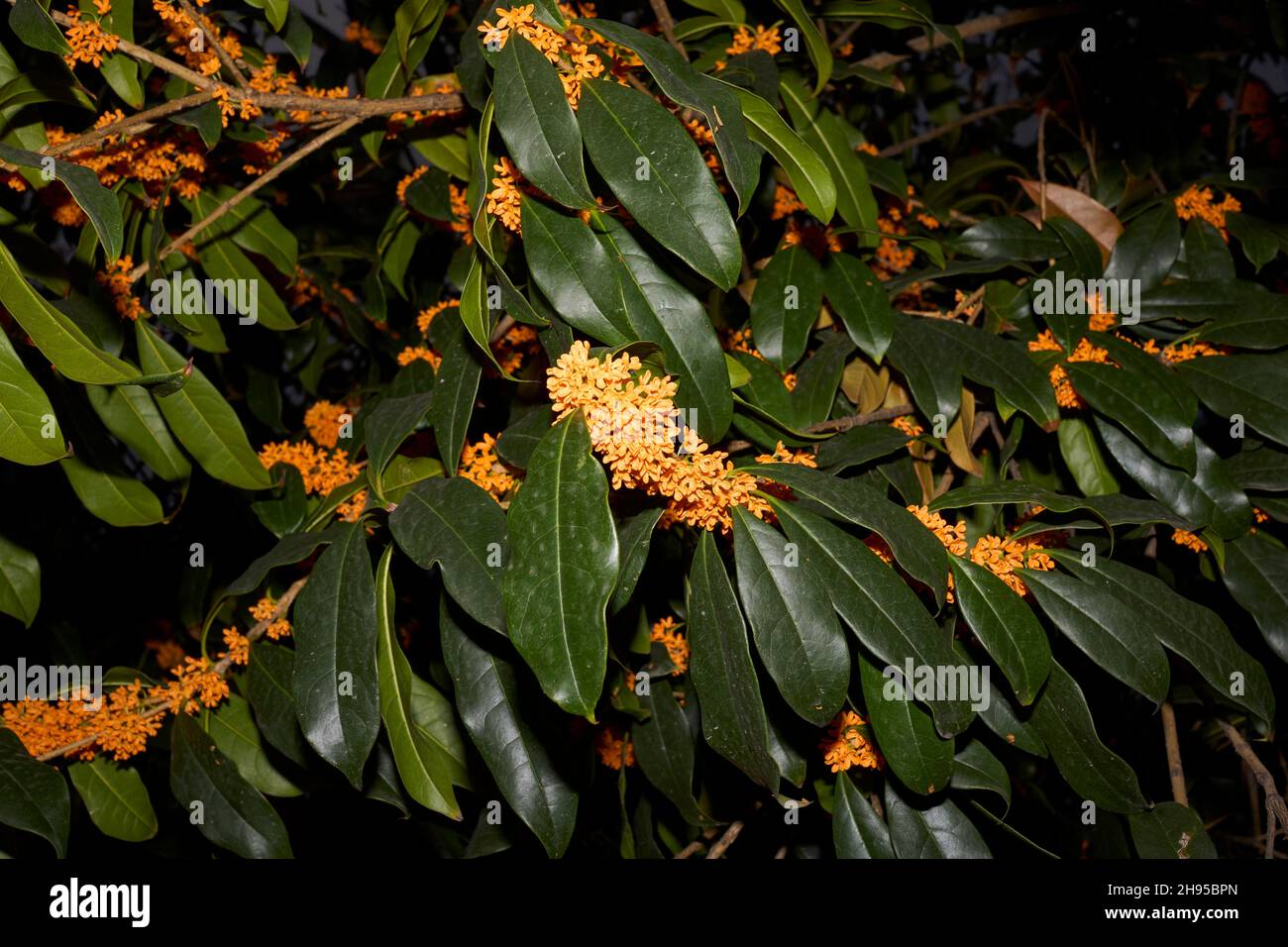 osmanthus-fragrans-in-bloom-stock-photo-alamy