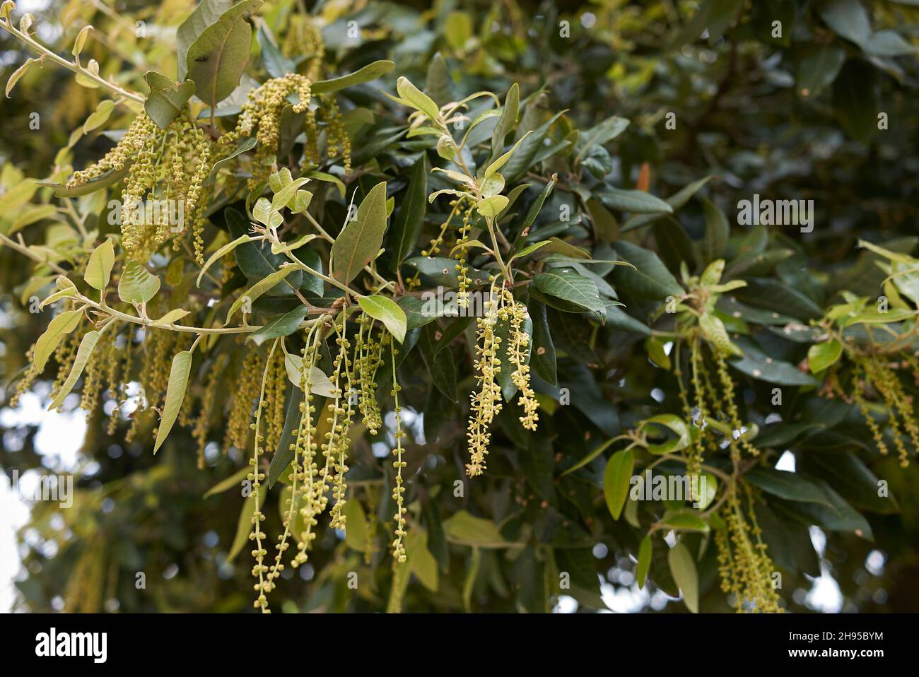 Quercus ilex tree in bloom Stock Photo