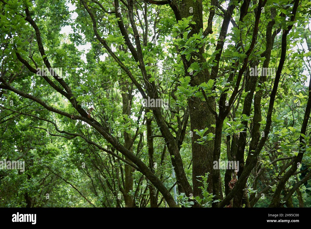 Quercus robur fastigiata tree foliage and trunk Stock Photo
