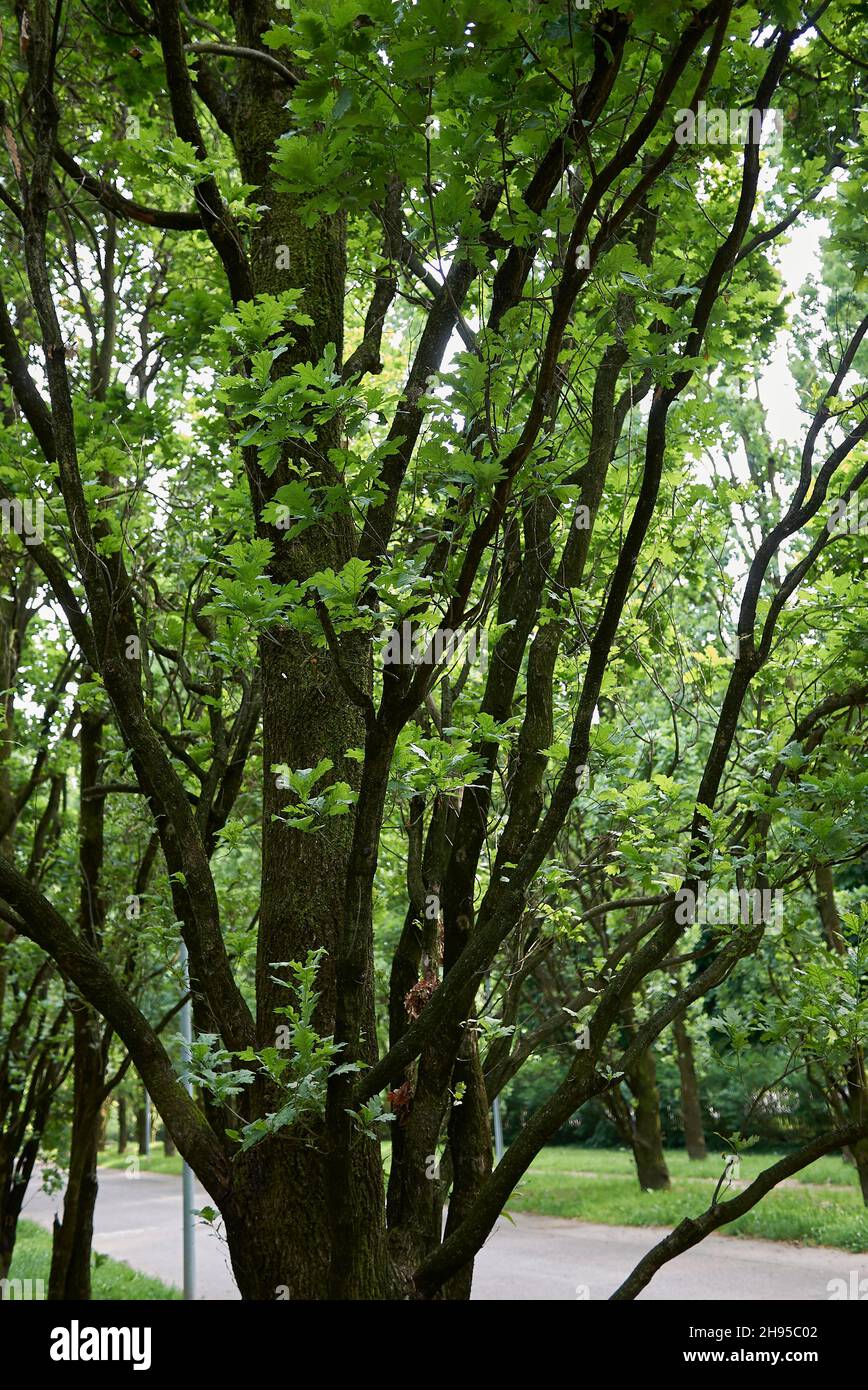 Quercus robur fastigiata tree foliage and trunk Stock Photo